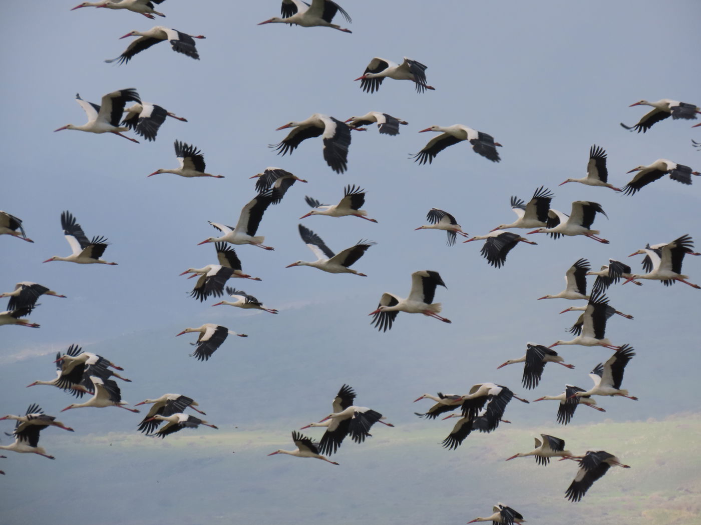 הנדידה באגמון החולה
