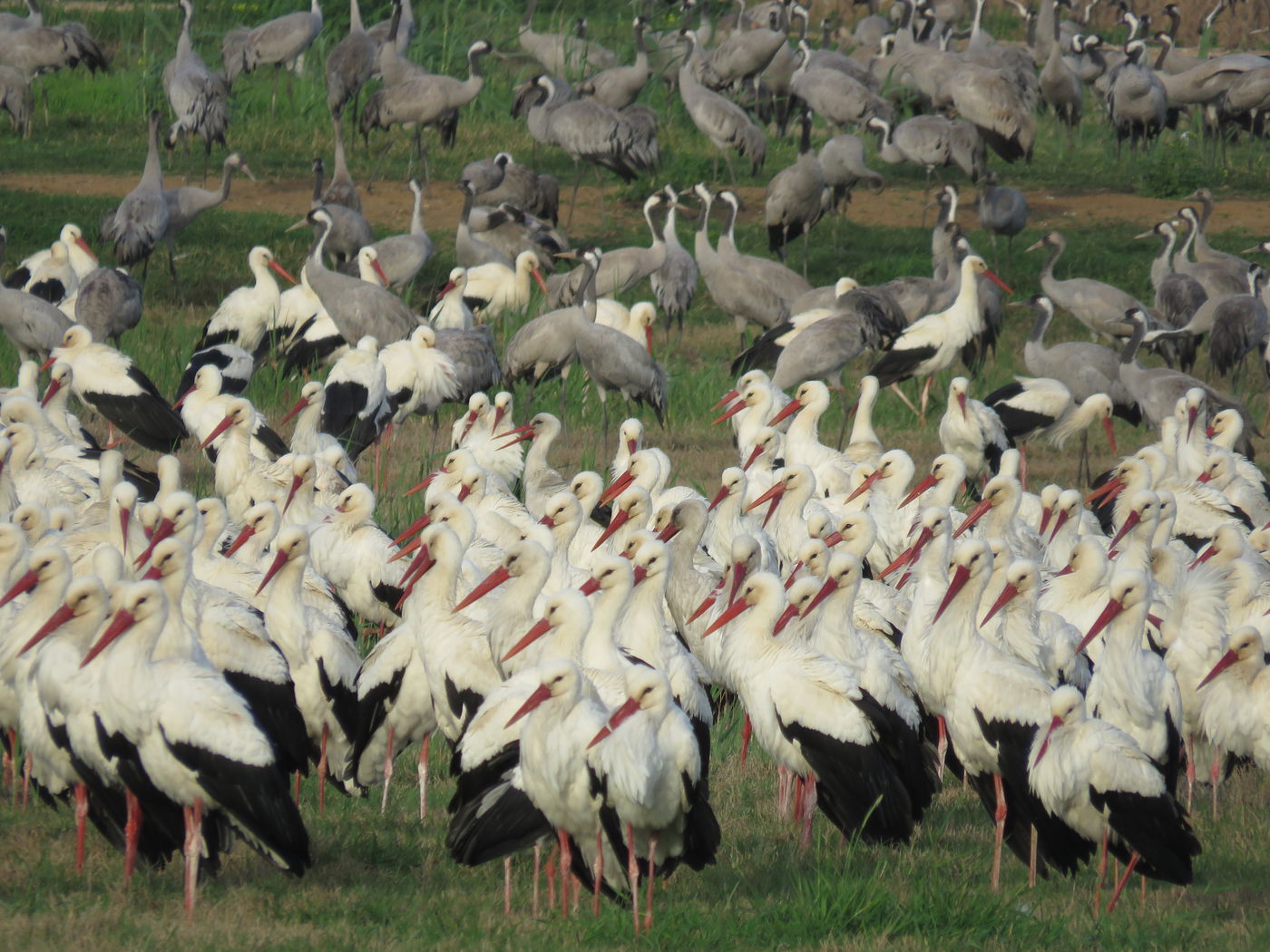 הנדידה באגמון החולה