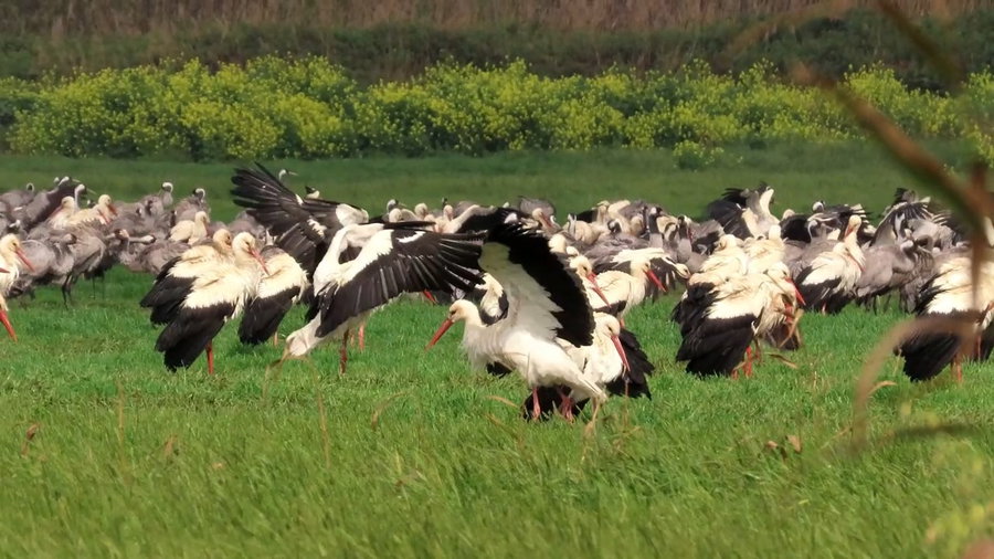 הנדידה באגמון החולה