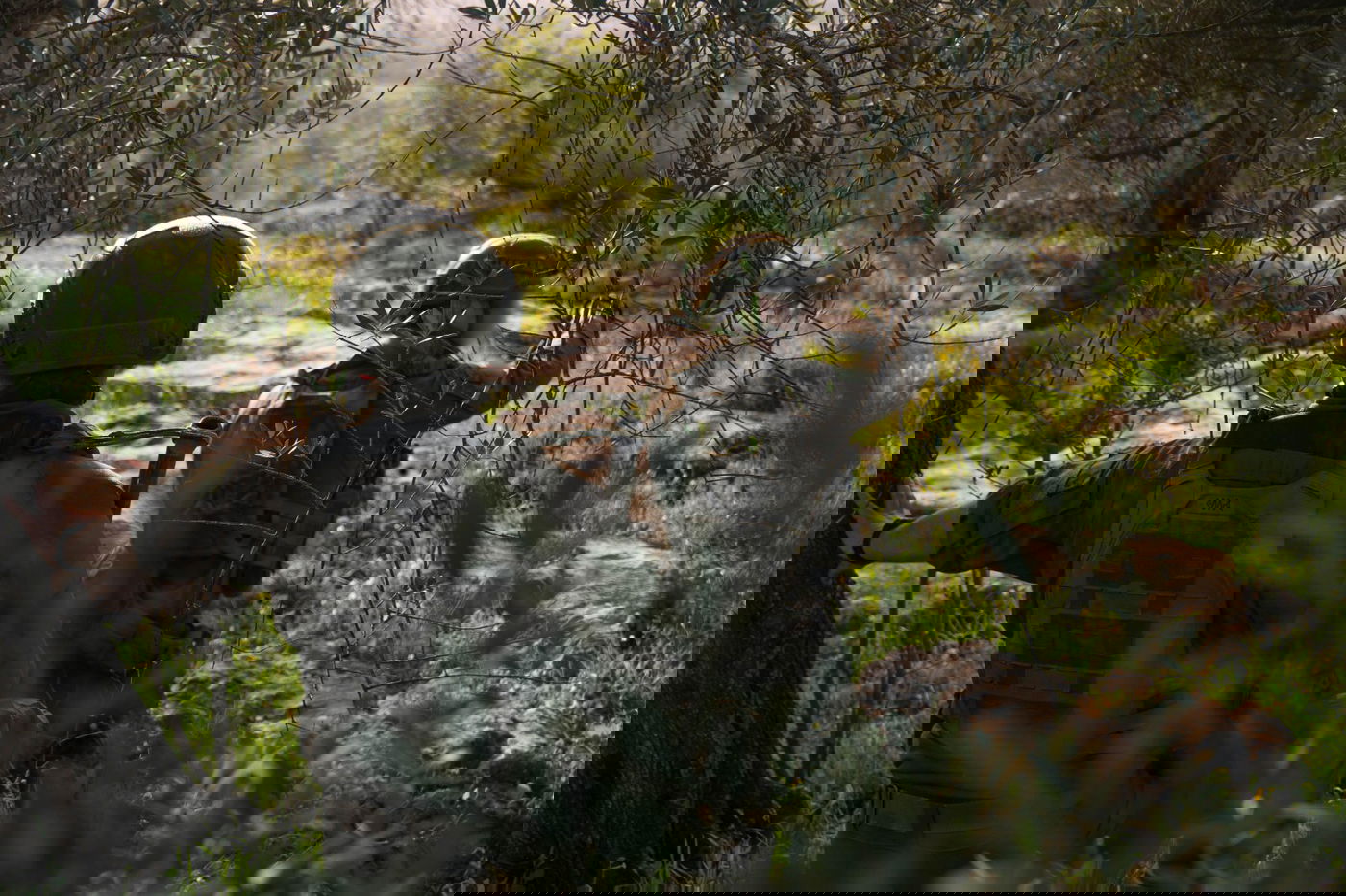 פעילות כוחות צה"ל בדרום לבנון