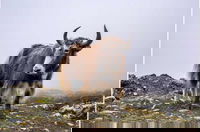 יאק בהרי טיבט