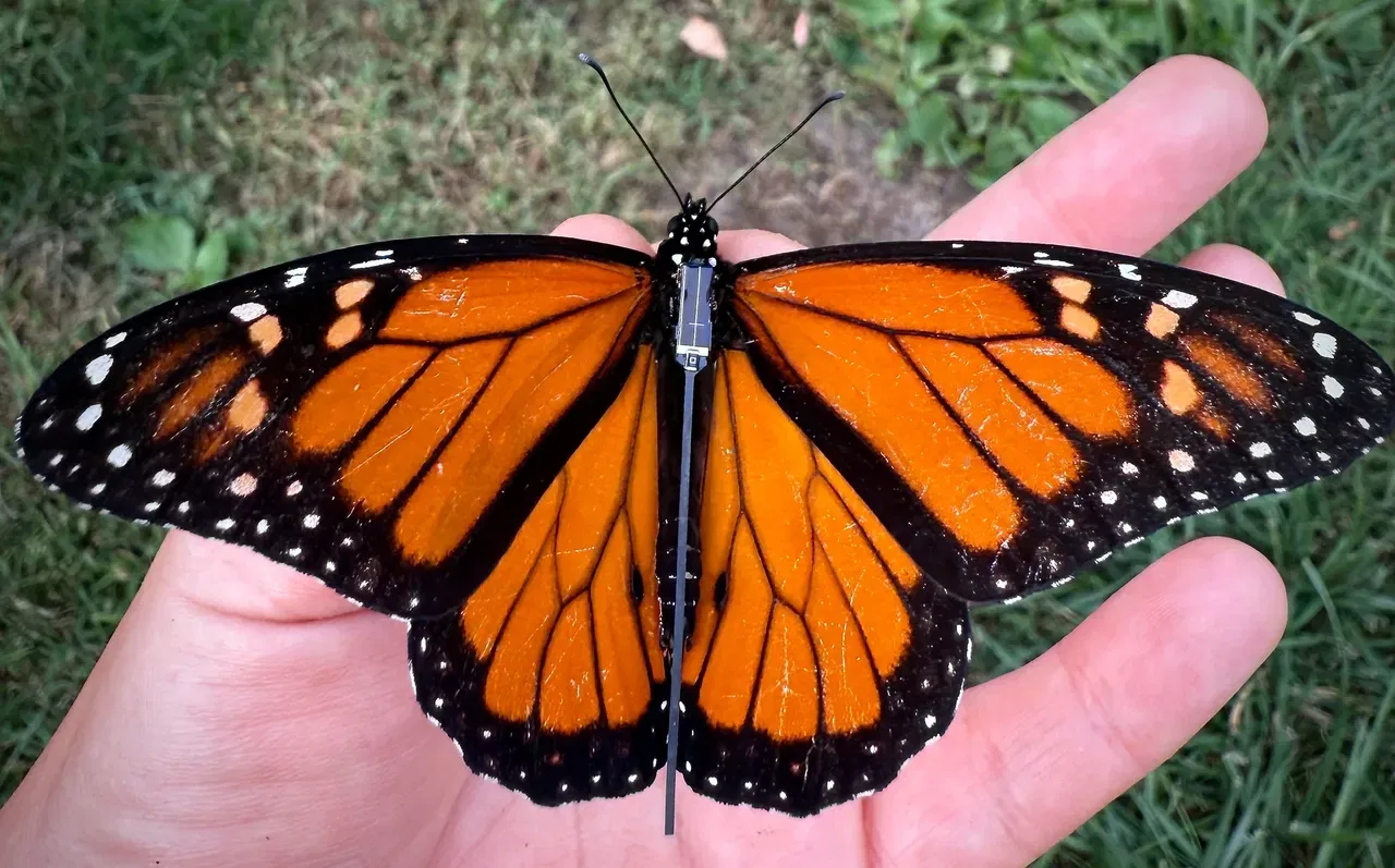 אחד הפרפרים שעליו הותקן השבב