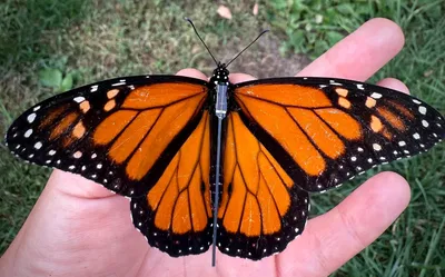 אחד הפרפרים שעליו הותקן השבב