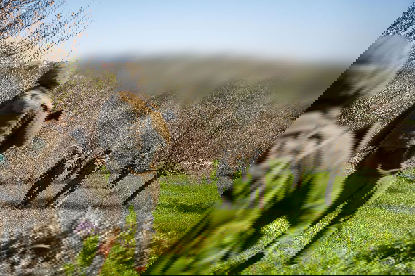 פעילות כוחות חטיבה 300 במרחב דרום לבנון