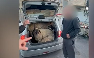 כזה עוד לא היה: שניים מהצפון גנבו 5 כבשים ב....מכונית מיני | צפו בתיעוד