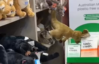 הקונים היו בהלם: אחת מבובות הפרווה החלה לפתע לזוז על המדף | צפו