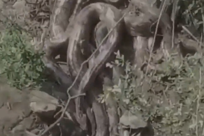 תיעוד מפחיד: קבוצת נחשי ענק התגלתה בסמוך לאתר תיירות