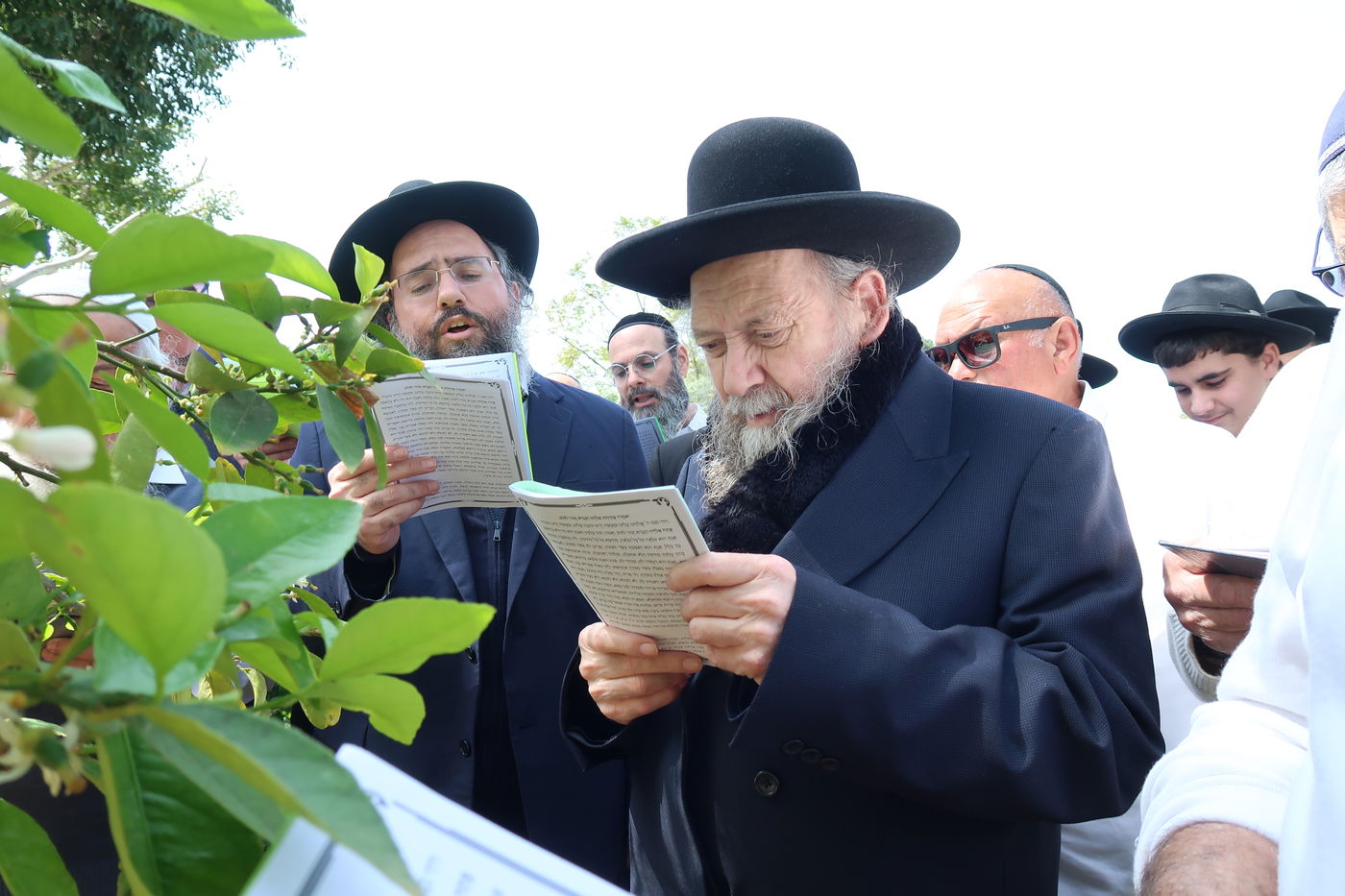 המקובל רבי דוד בצרי בברכת האילנות