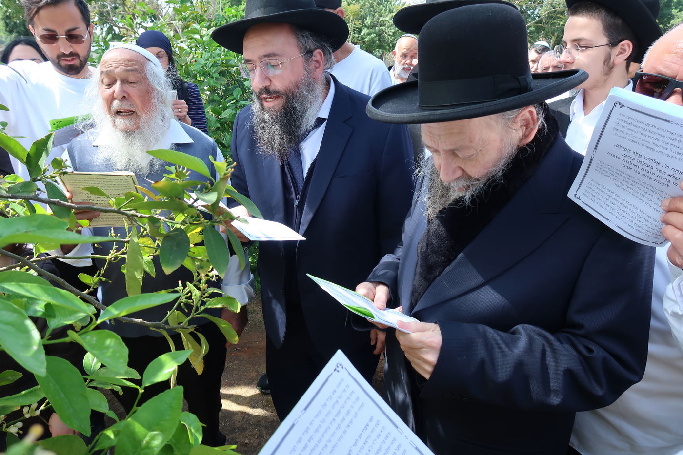המקובל רבי דוד בצרי בברכת האילנות