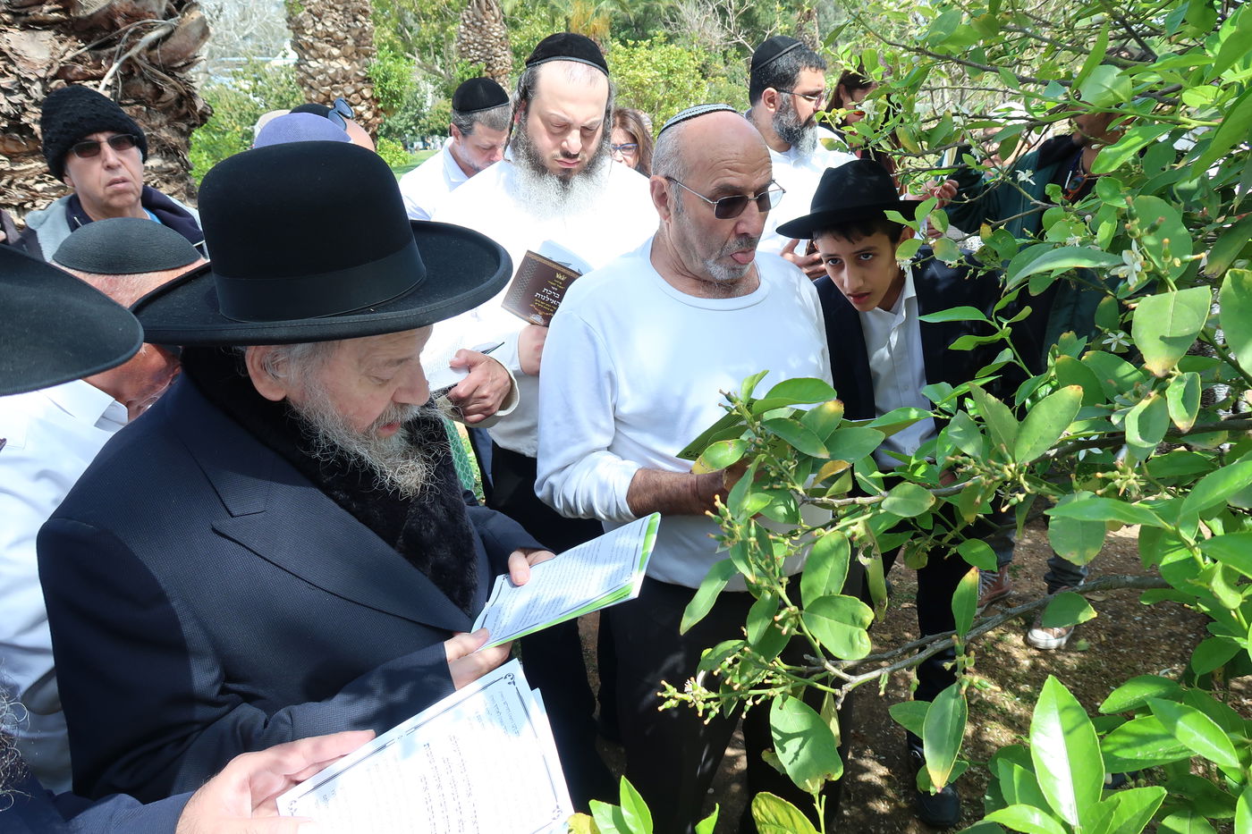 המקובל רבי דוד בצרי בברכת האילנות
