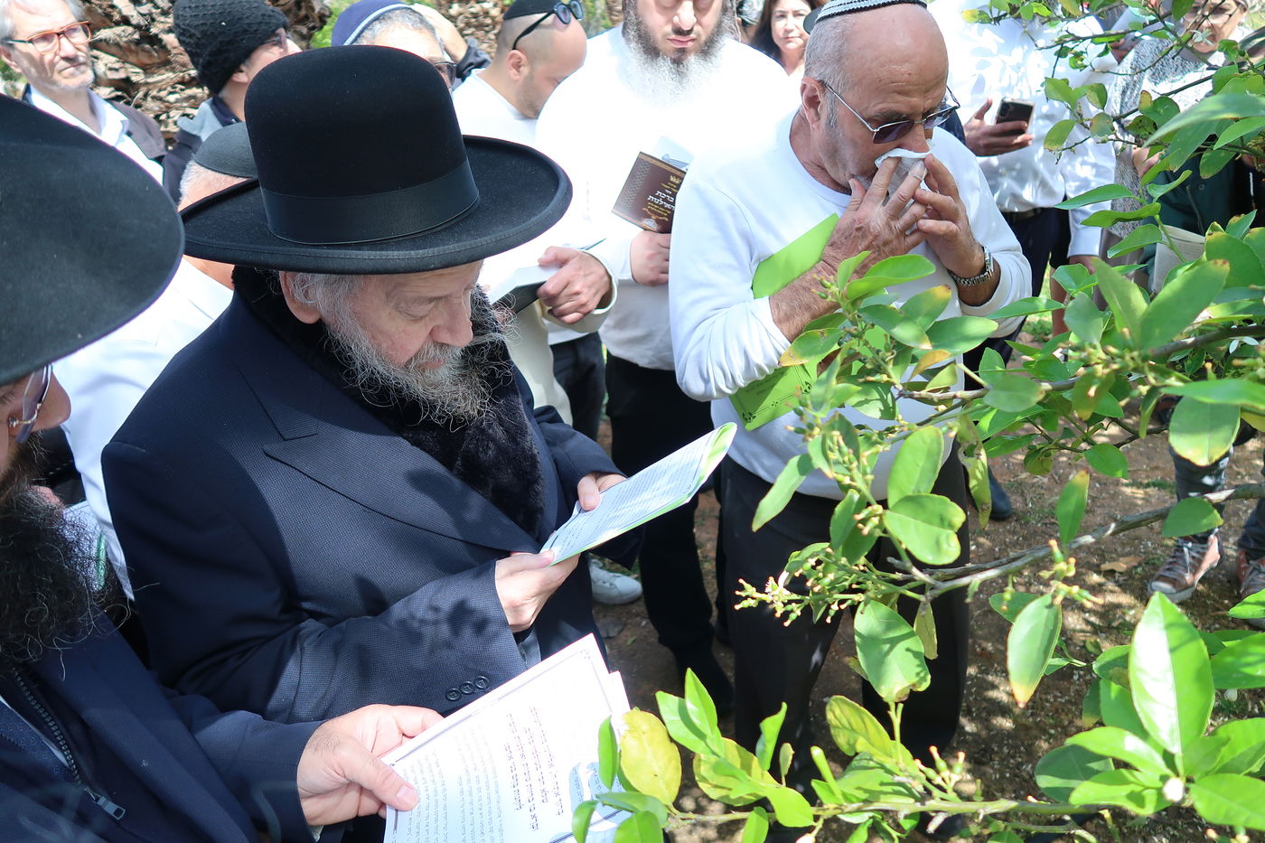 המקובל רבי דוד בצרי בברכת האילנות