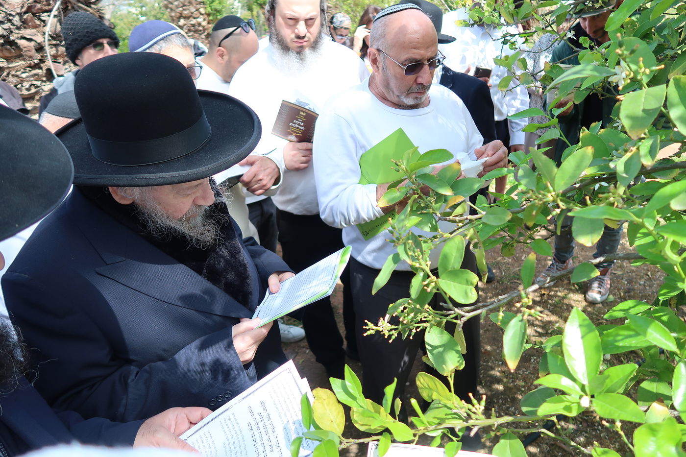 המקובל רבי דוד בצרי בברכת האילנות