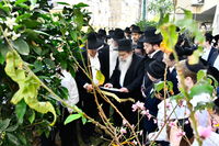 הגר"ש שטיינמן בברכת האילנות
