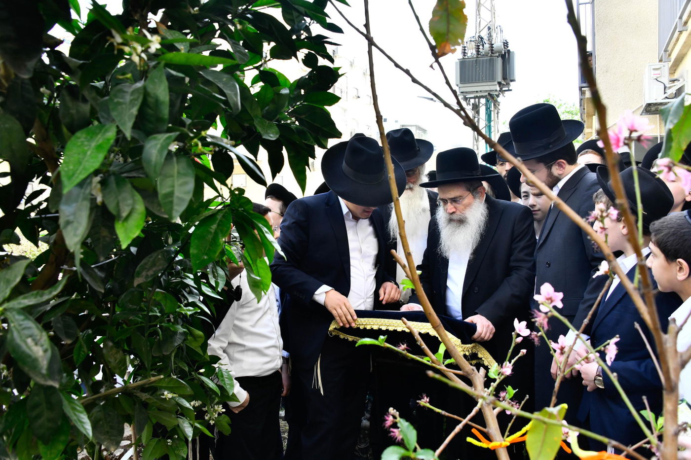 הגר"ש שטיינמן בברכת האילנות