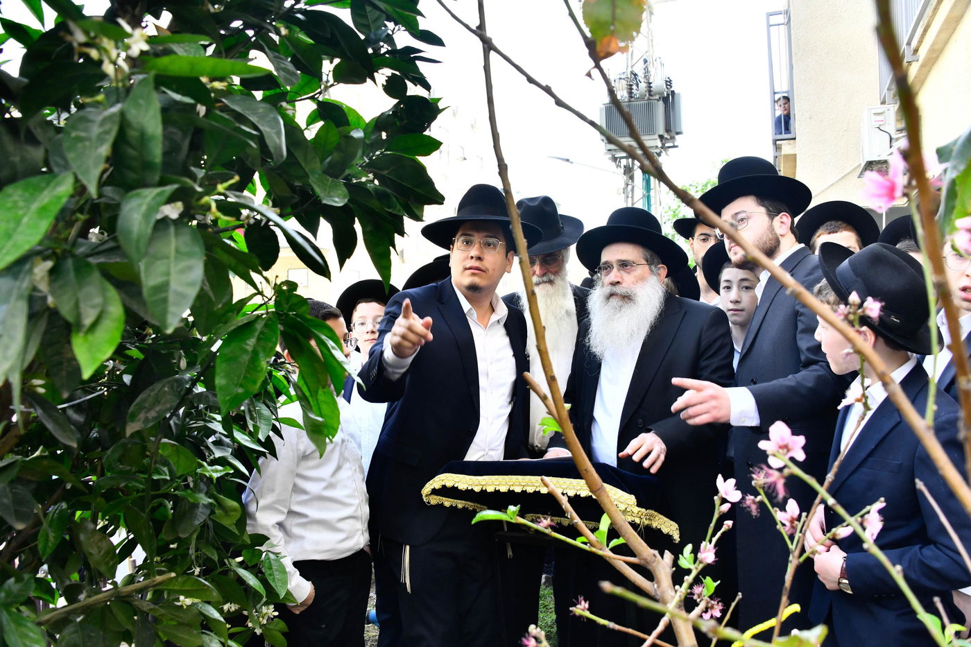 הגר"ש שטיינמן בברכת האילנות