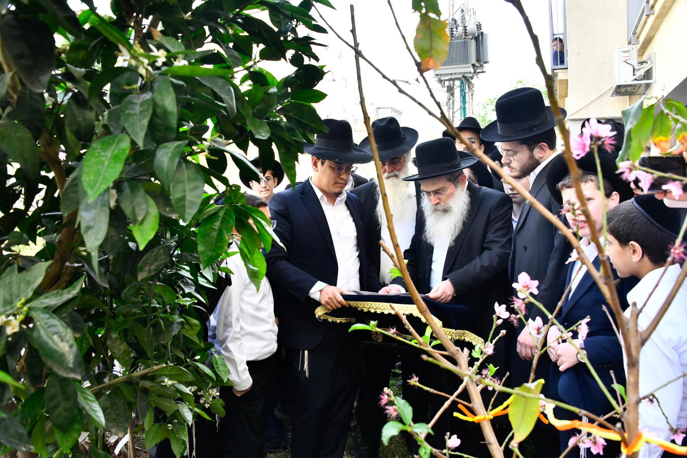 הגר"ש שטיינמן בברכת האילנות