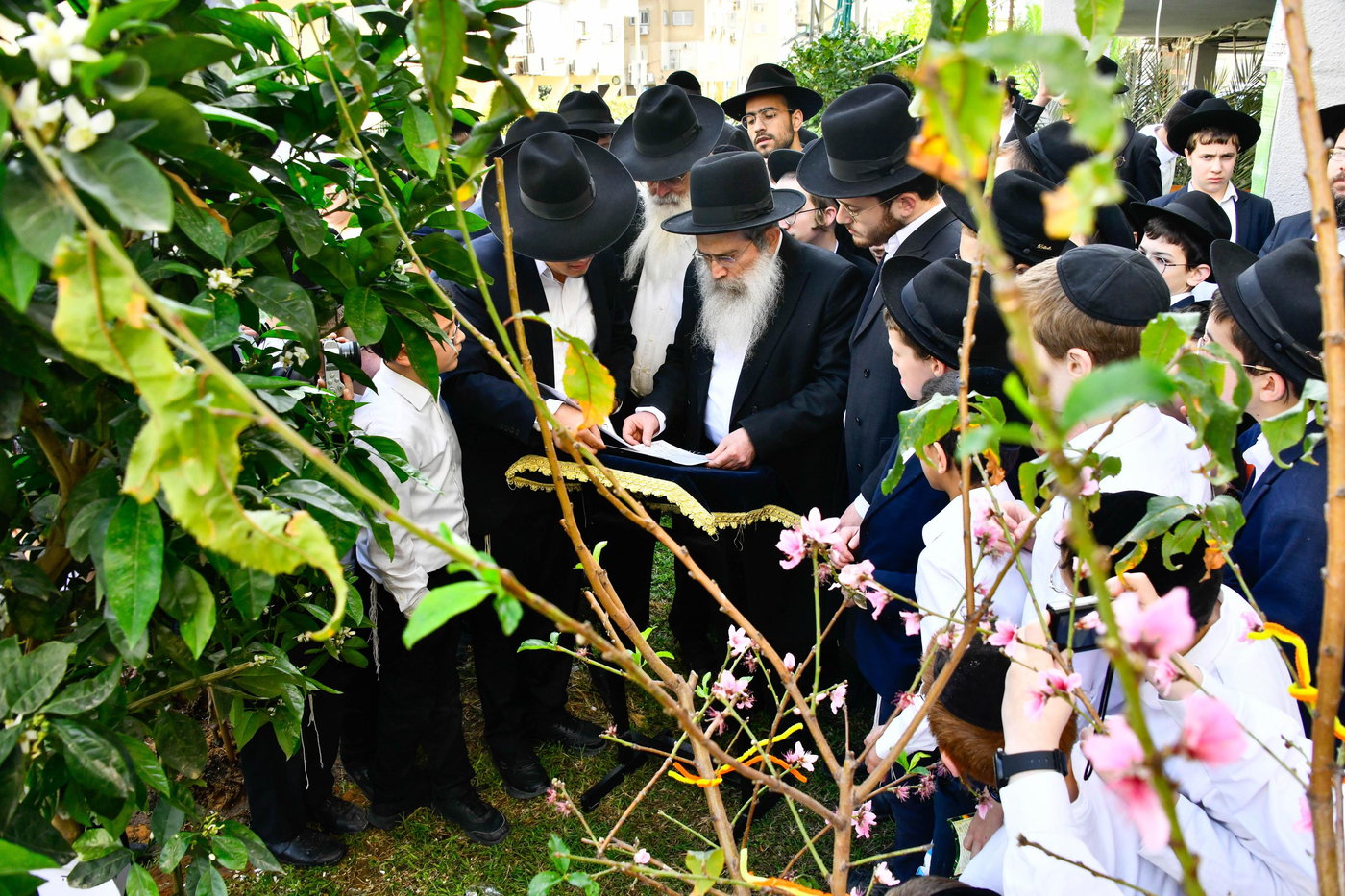 הגר"ש שטיינמן בברכת האילנות