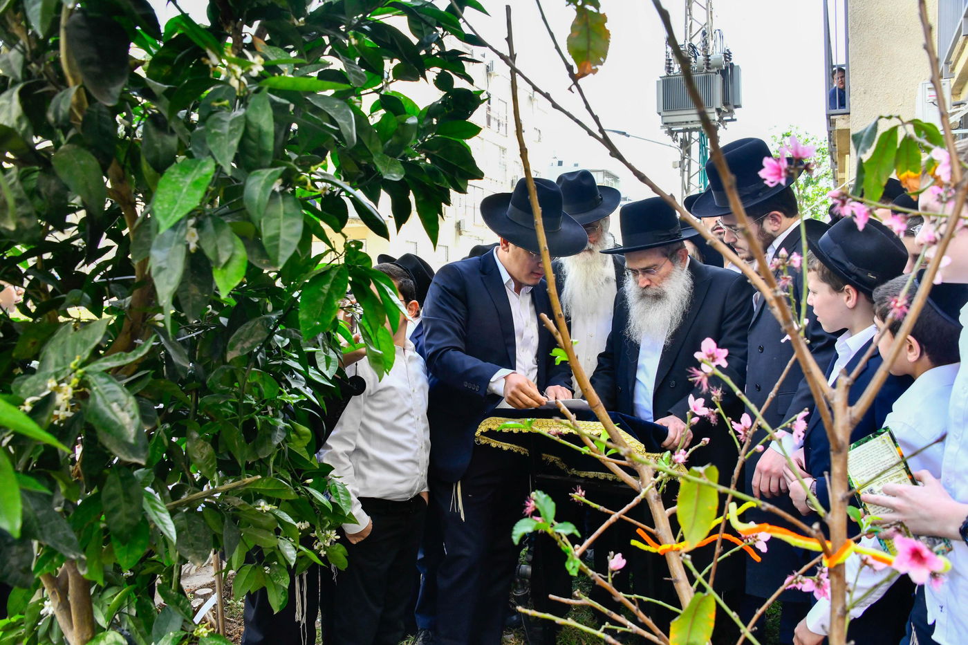 הגר"ש שטיינמן בברכת האילנות