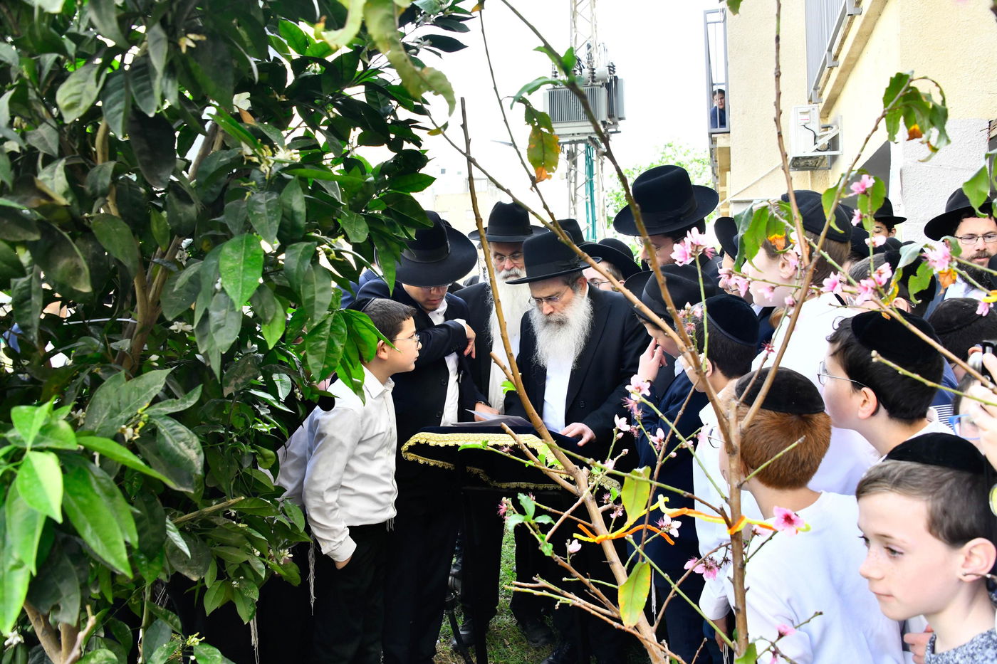 הגר"ש שטיינמן בברכת האילנות