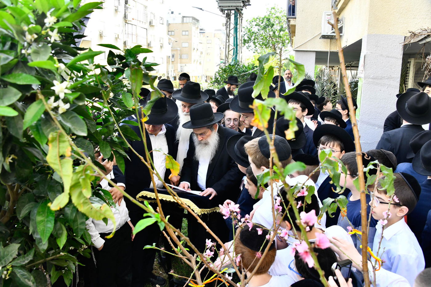 הגר"ש שטיינמן בברכת האילנות