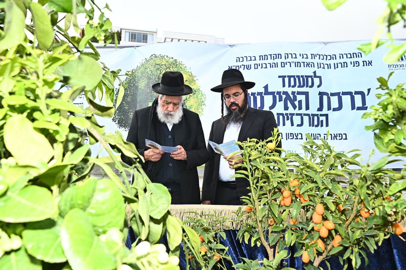 הגר"ש מחפוד בברכת האילנות במתחם הסופרים בב"ב