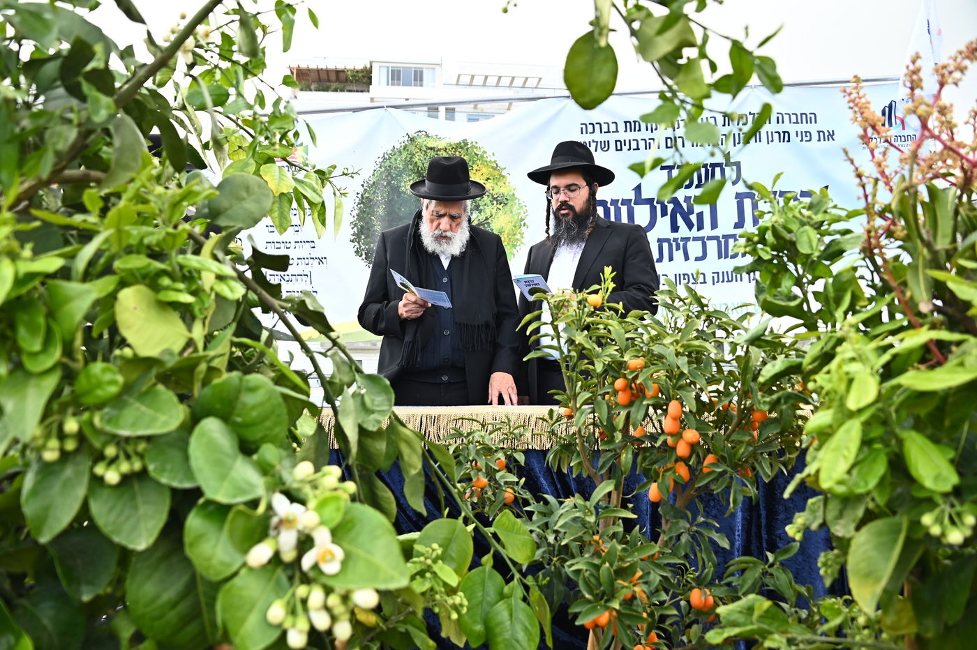 ברכת האילנות במתחם הסופרים בב"ב