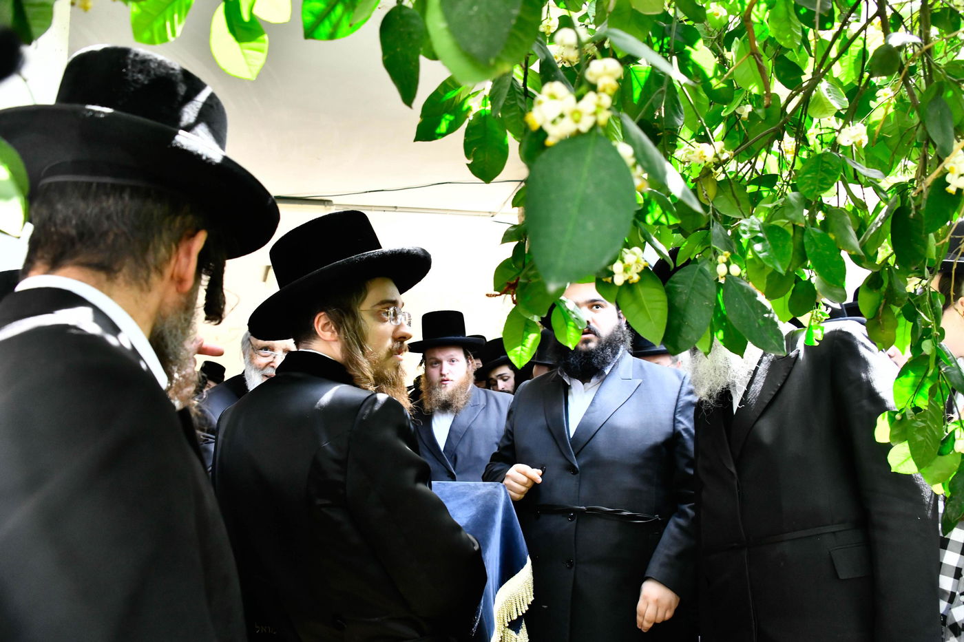 האדמו"ר מסאדיגורה בברכת האילנות 