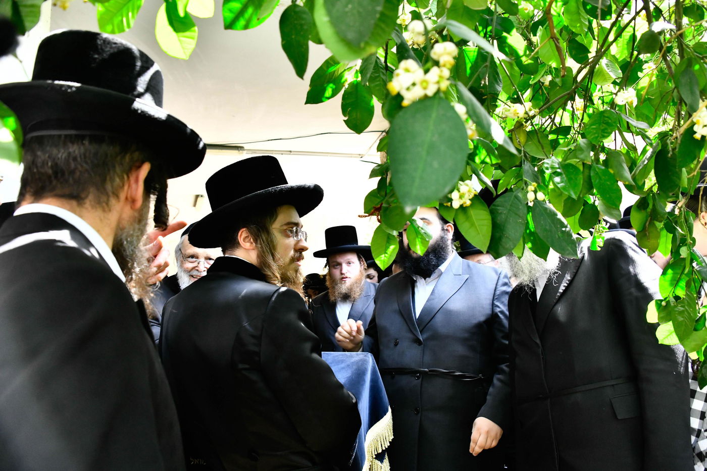 האדמו"ר מסאדיגורה בברכת האילנות 