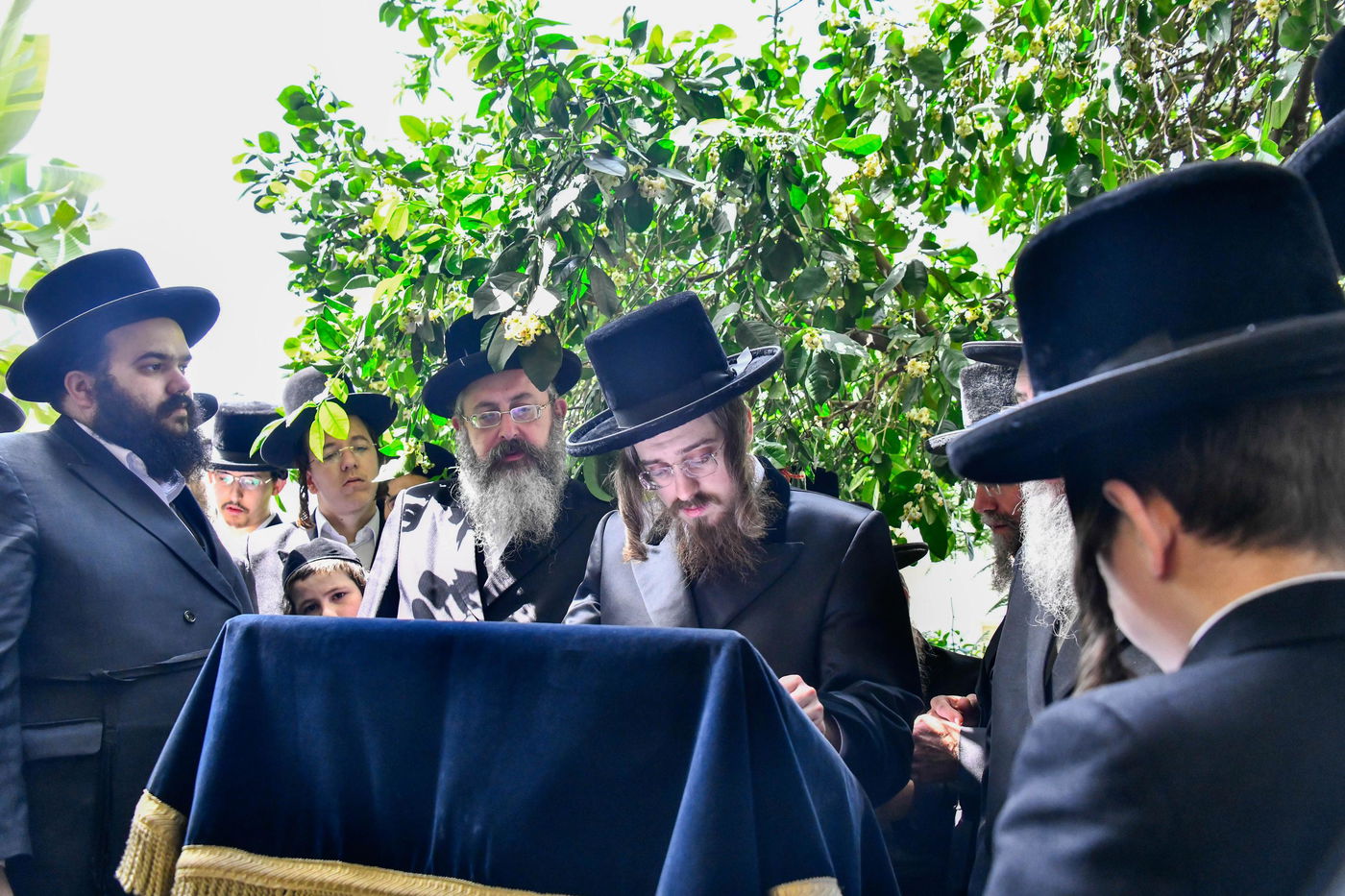 האדמו"ר מסאדיגורה בברכת האילנות 