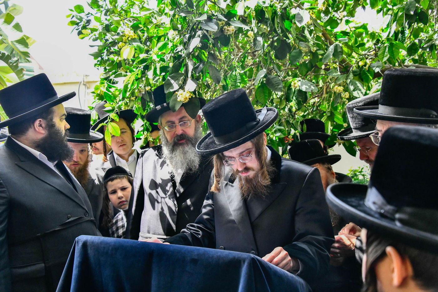 האדמו"ר מסאדיגורה בברכת האילנות 