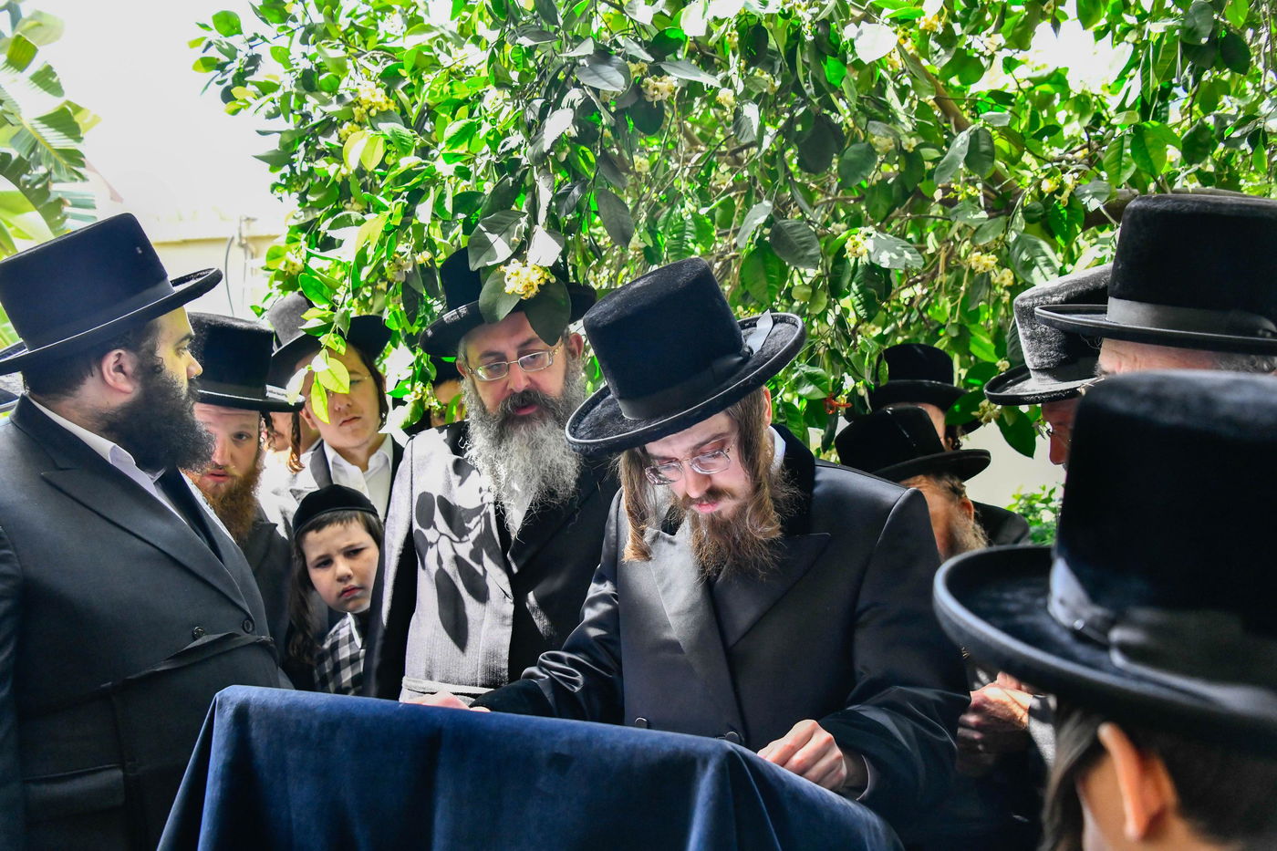 האדמו"ר מסאדיגורה בברכת האילנות 