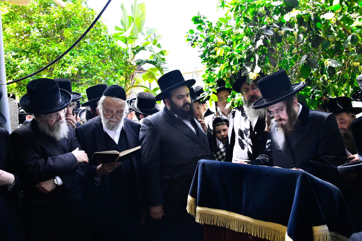 האדמו"ר מסאדיגורה בברכת האילנות 