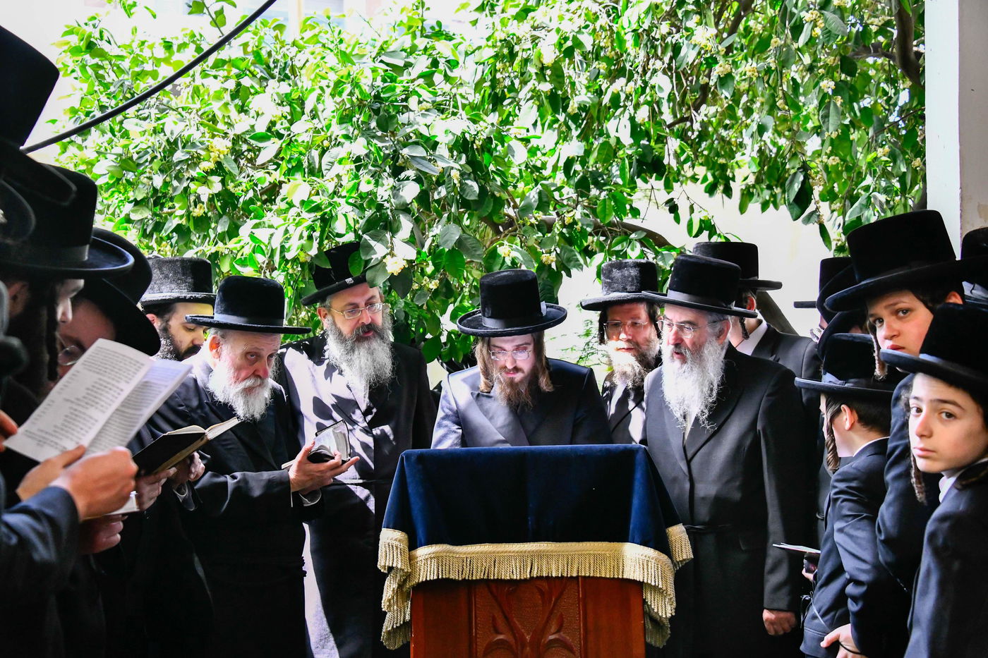 האדמו"ר מסאדיגורה בברכת האילנות 