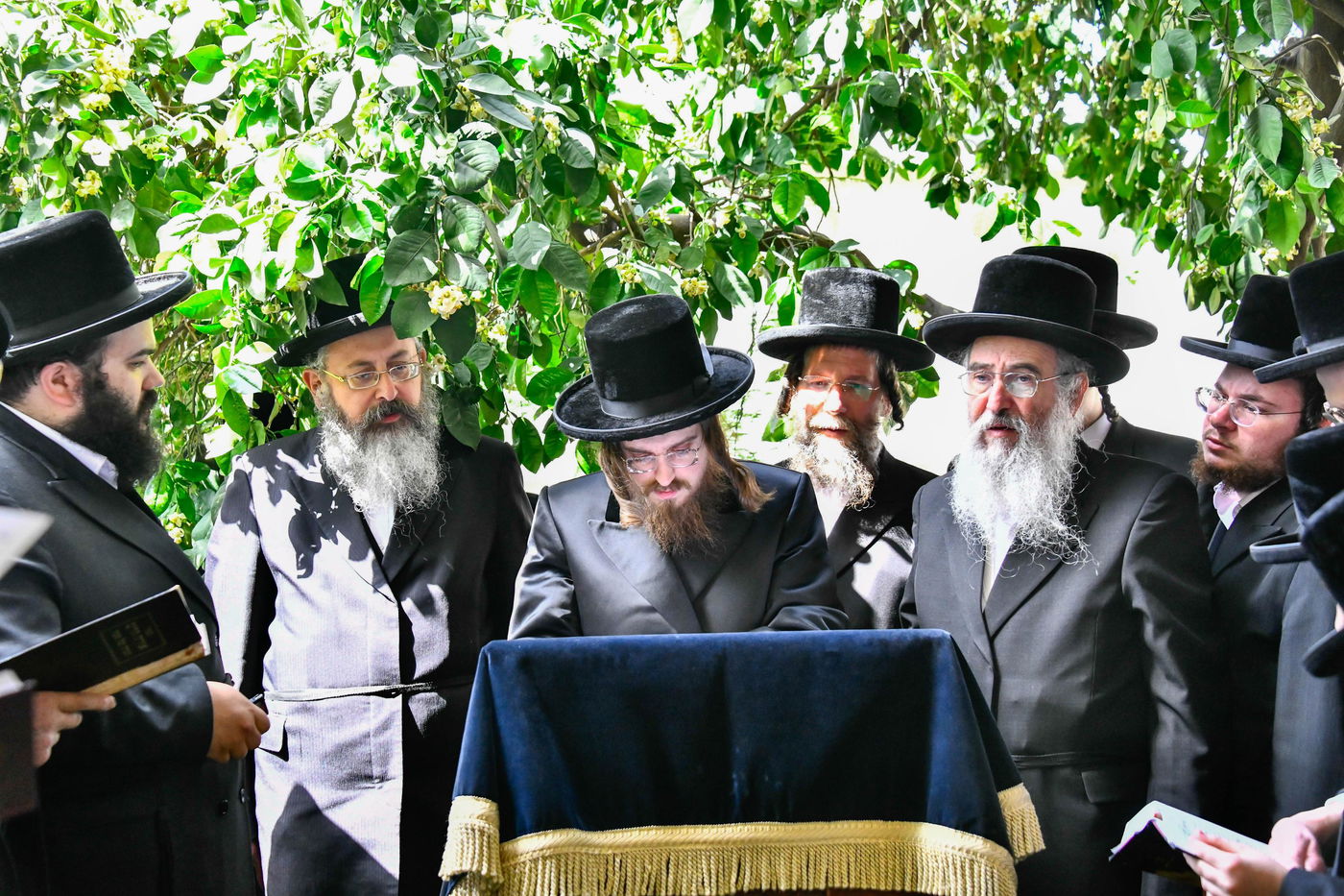 האדמו"ר מסאדיגורה בברכת האילנות 