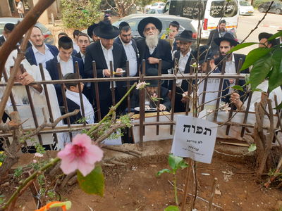 הגאון רבי מסעוד בן שמעון בברכת האילנות