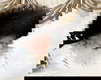 הגר"מ שטרנבוך