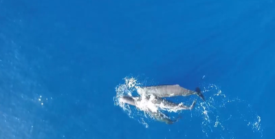 לווייתנים מסוג ראשתן גדול ראש כשהם מתנגשים זה בזה