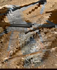 המבריחים נלכדו