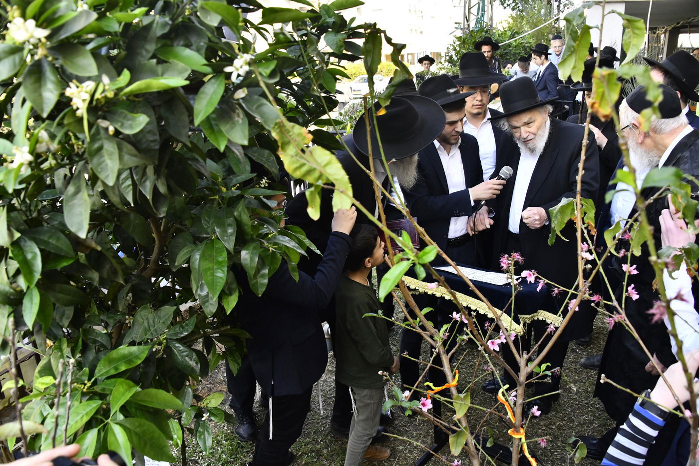 הגרמ"ה הירש בברכת האילנות