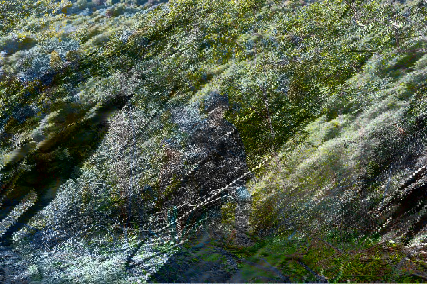 פעילות כוחות חטיבת 'ההרים' (810) בהר דב הלבנוני