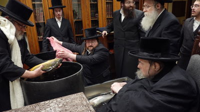 האדמו"ר מבעלזא בבדיקת הדגים לקראת פסח