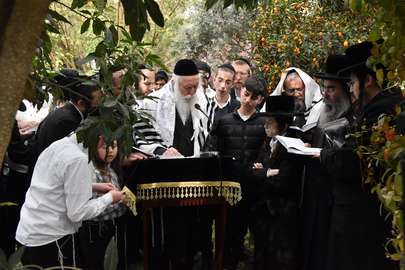 הגרי"ד גרוסמן בברכת האילנות