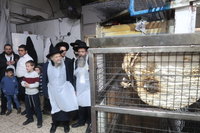 המקובל הגה"צ רבי דוד בצרי באפיית מצות