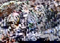 הכוחות המיוחדים של טורקיה 