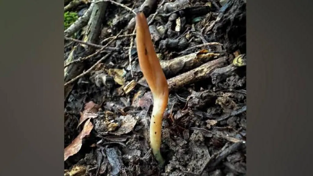 הפטריה שנמצאה