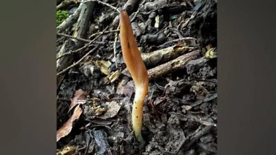 הפטריה שנמצאה