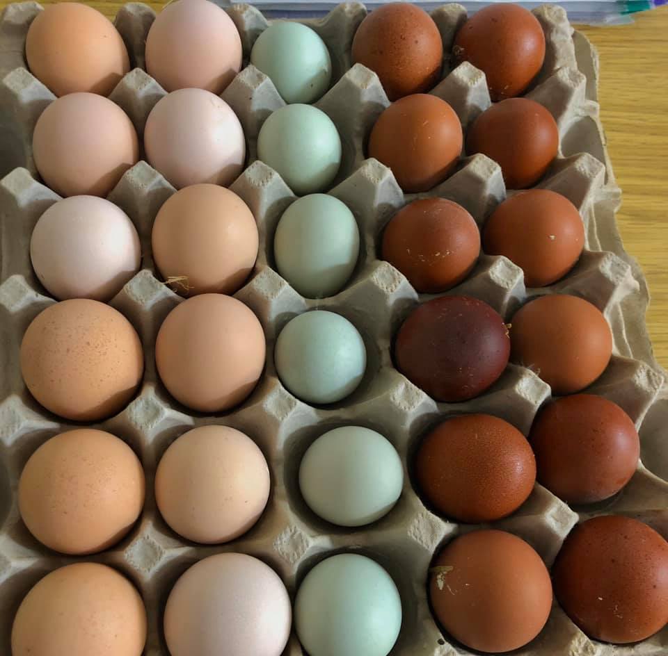 ביצי תרנגול בצבעים שונים