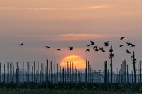 האובך ישקע, הגשם יחזור וגם יהיה קר | התחזית המלאה