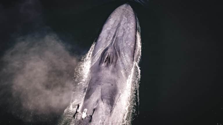 הרחפן מעל ללוויתן