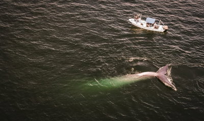החוקרים בספינה בסמוך ללוויתן